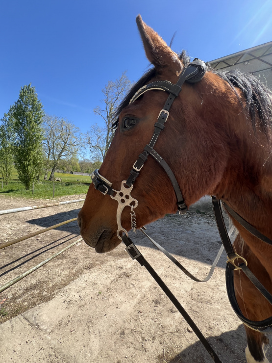 Filet special hackamore occasion