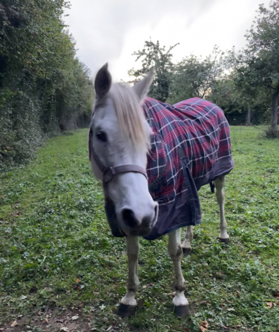 Couverture extérieur Horse Confort rouge 125 cm occasion