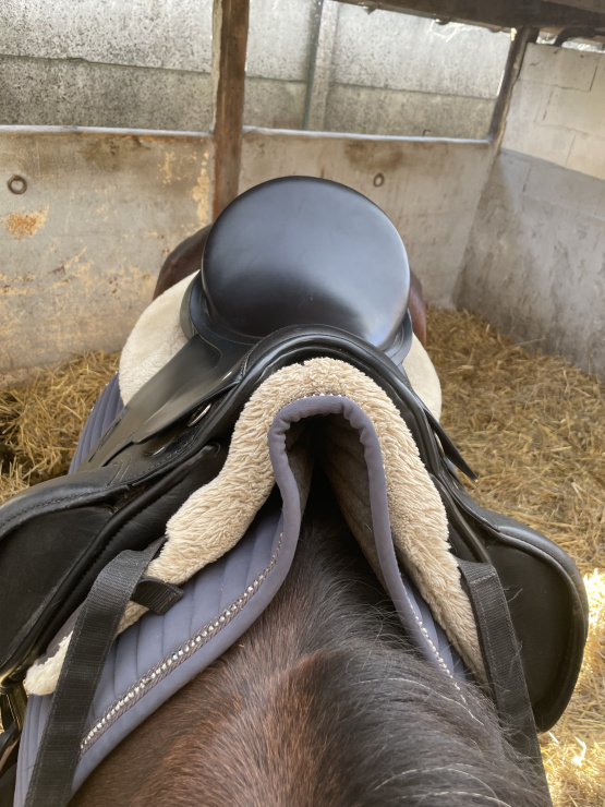 Selle dressage Passier 17 pouces occasion