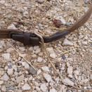 Rênes marron en tissu et cuir occasion